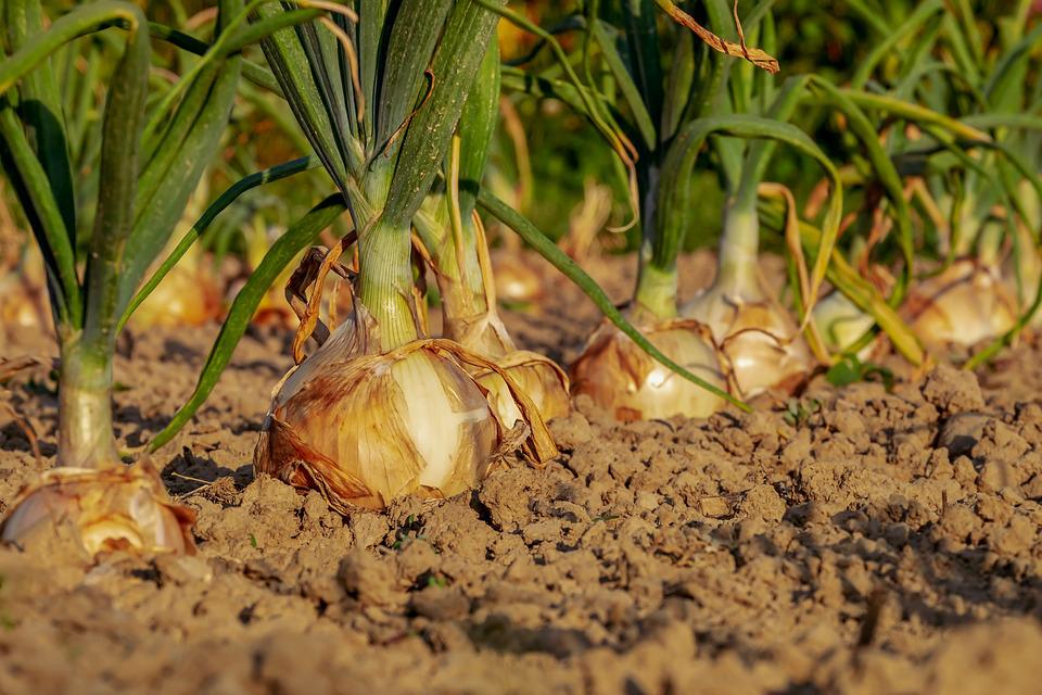 Potager : comment le protéger des animaux ?