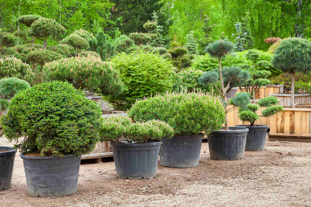 Guide pour créer un jardin minimaliste