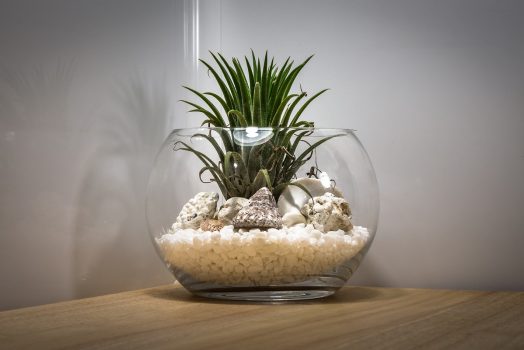 Adoptez la tendance des terrariums : Des écosystèmes en bocal pour décorer