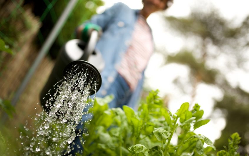 L’importance de la conservation de l’eau dans un jardin respectueux de l’environnement