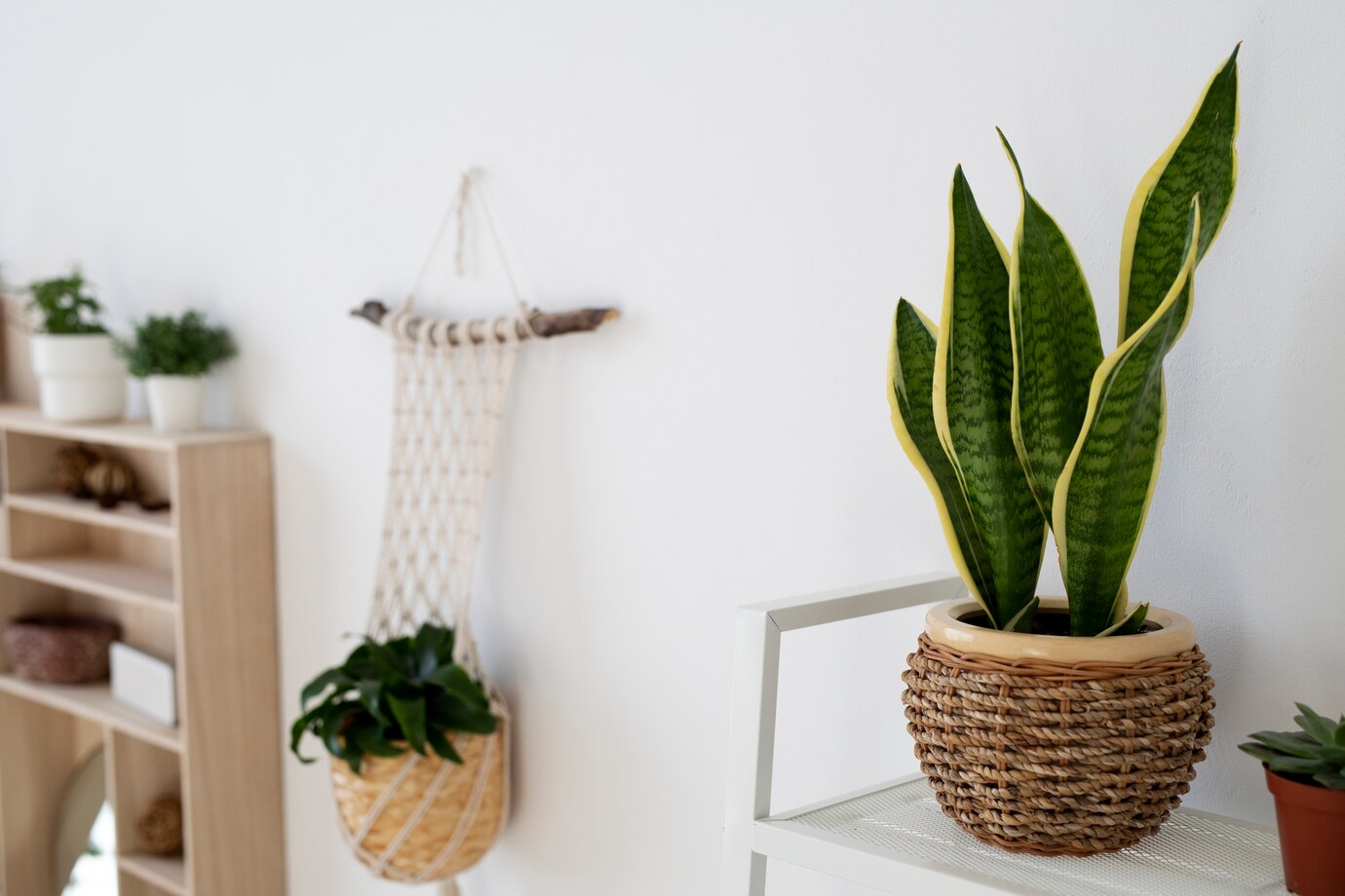 Créer une décoration végétale au bureau