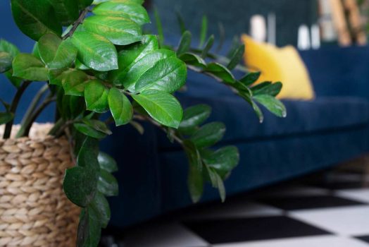 10 plantes vertes tendance pour embellir votre intérieur