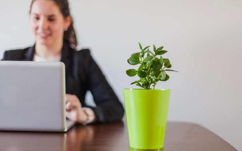 10 plantes vertes parfaites pour votre bureau