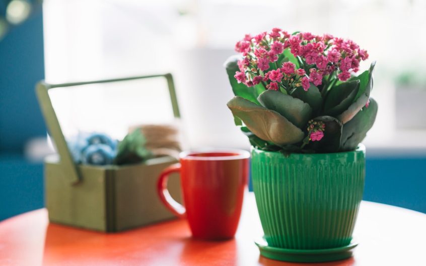 Astuces pour bien assortir les pots à vos plantes d’intérieur