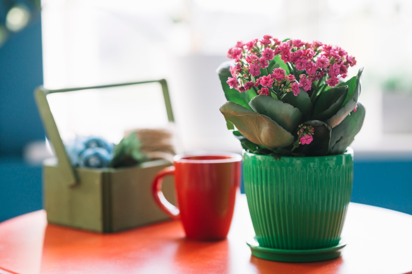 Astuces pour bien assortir les pots à vos plantes d'intérieur