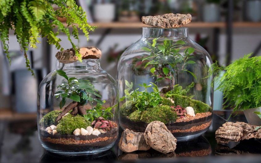 Adoptez la tendance des terrariums : des écosystèmes en bocal pour faire une décoration