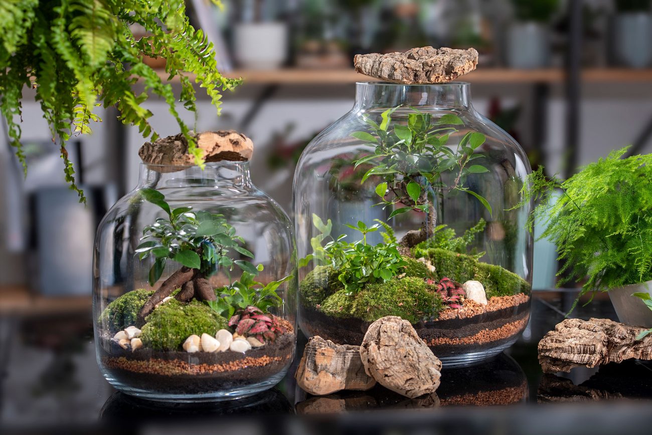 terrarium-