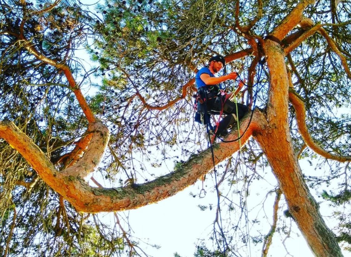 Soins aux arbres