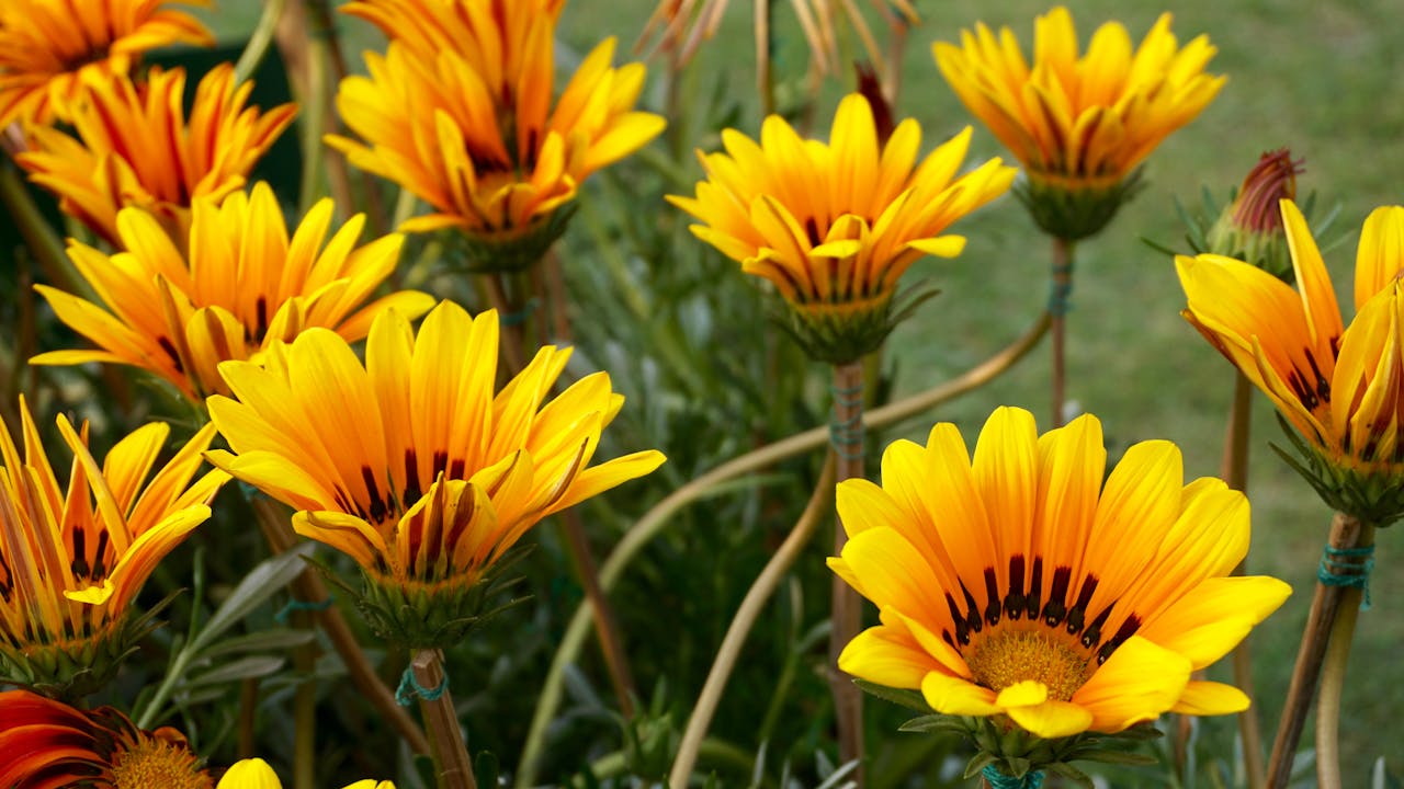 fleurs annuelles