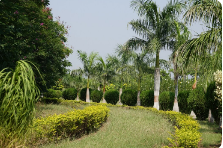 Comment choisir un arbre exotique adapté à votre jardin ?