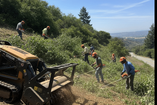 3 erreurs à éviter lors du débroussaillage de votre terrain