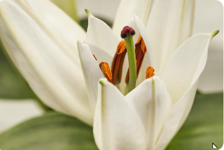 Comment sélectionner des bulbes de lys adaptés à votre espace ?