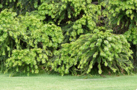 Comment choisir les meilleurs cèdres à haies pour votre jardin ?