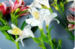 illustration_bulbes_lys