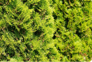 illustration_cedres_de_haies