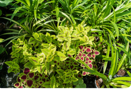 3 conseils pour bien sélectionner vos végétaux d’extérieur