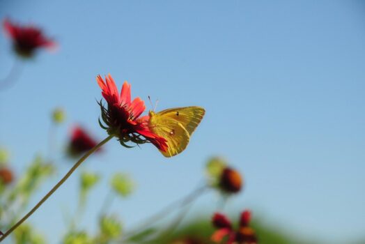 Entretien d’espaces verts : comment prévenir les maladies des plantes ?