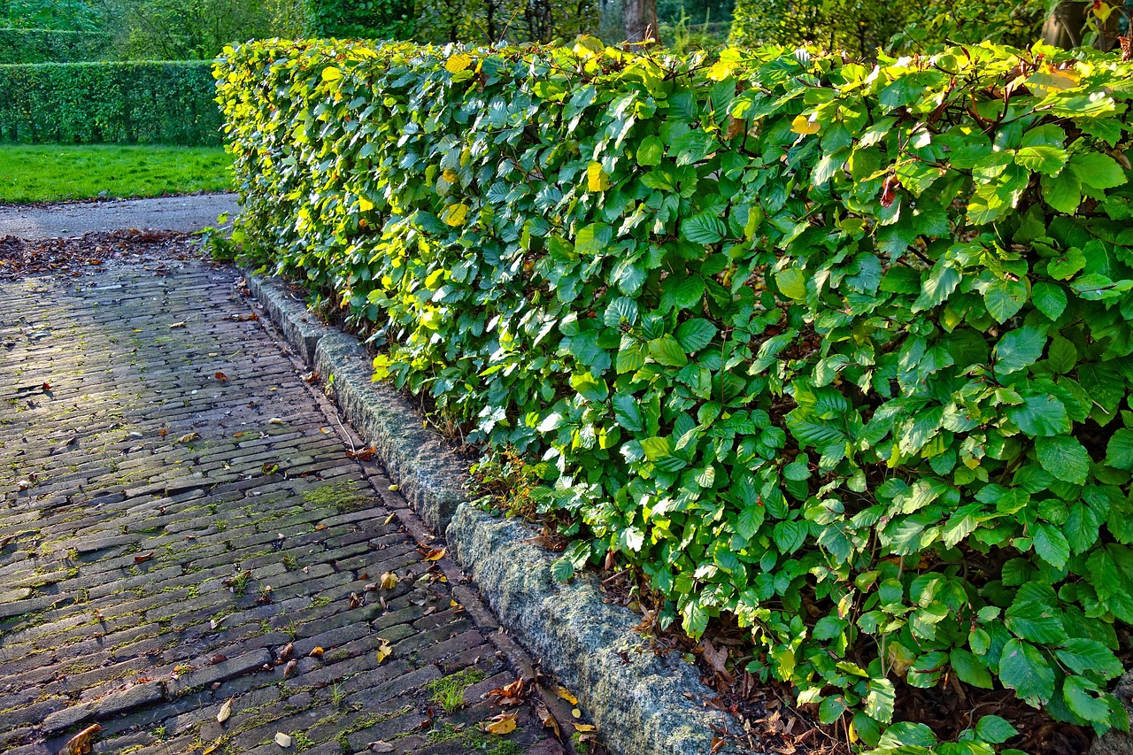 découvrez nos services de taille de haies professionnels pour entretenir et sublimer votre jardin. taille précise, conseils personnalisés et respect des végétaux pour une finition impeccable toute l'année.