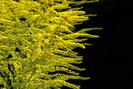 Comment choisir les plantes adaptées à votre jardin ?