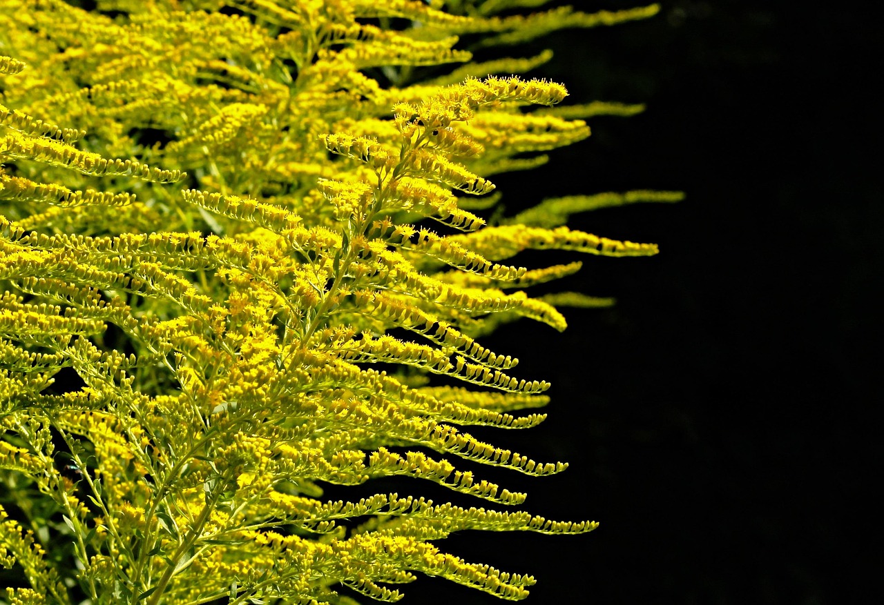 découvrez l'univers fascinant des plantes : conseils d'entretien, variétés populaires et astuces pour faire fleurir votre intérieur ou votre jardin.