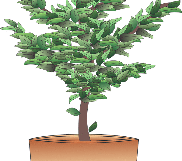 Tailler vos haies avec précision pour un jardin harmonieux