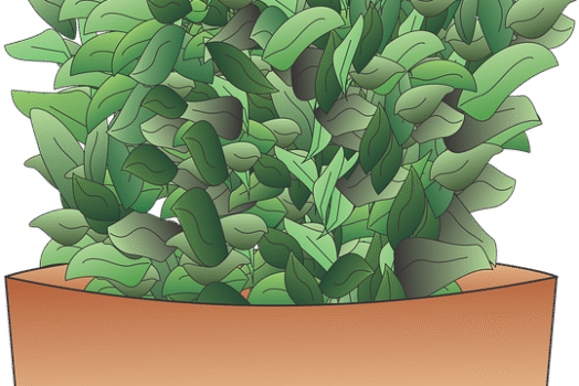 Tailler vos haies et vos arbustes sans abîmer vos plantations