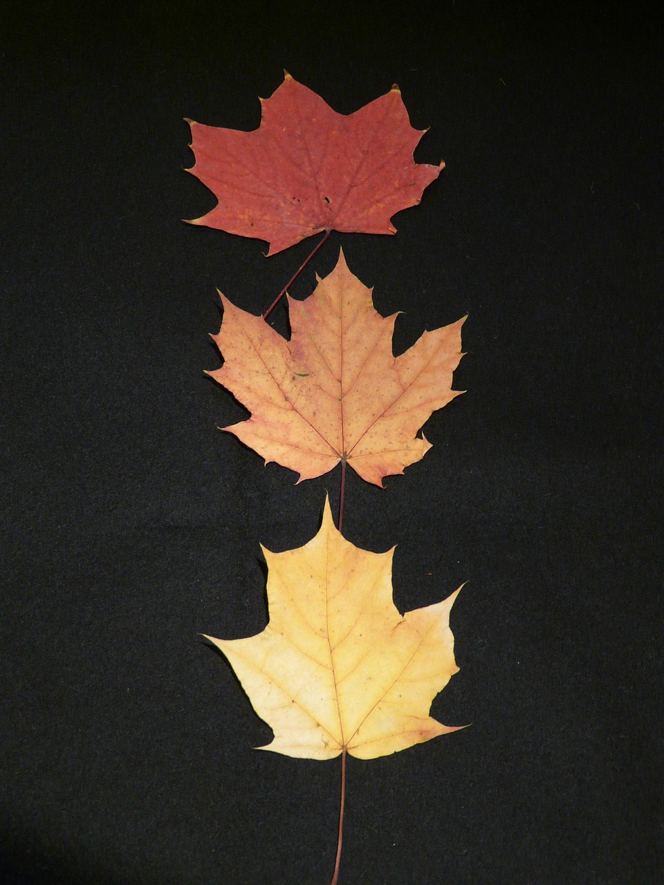 découvrez notre collection leaf, une sélection élégante et naturelle inspirée par la beauté des feuilles. parfaite pour apporter une touche de fraîcheur et d'originalité à votre style.