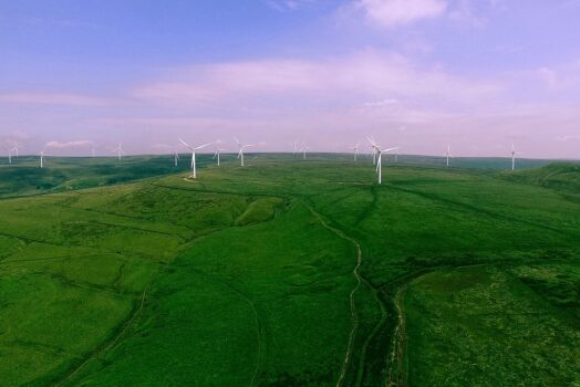 Créer un espace vert durable : plantation et entretien des végétaux clés
