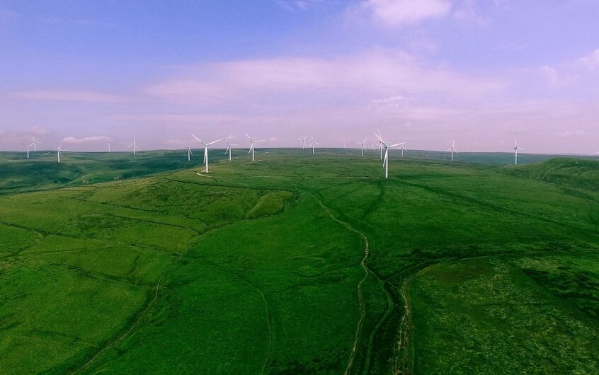 Créer un espace vert durable : plantation et entretien des végétaux clés