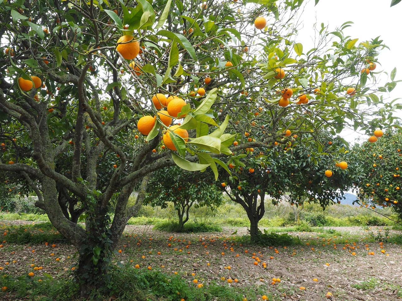découvrez tout sur les agrumes : conseils de culture, entretien, et variétés populaires pour des plantes d'agrumes saines et productives.