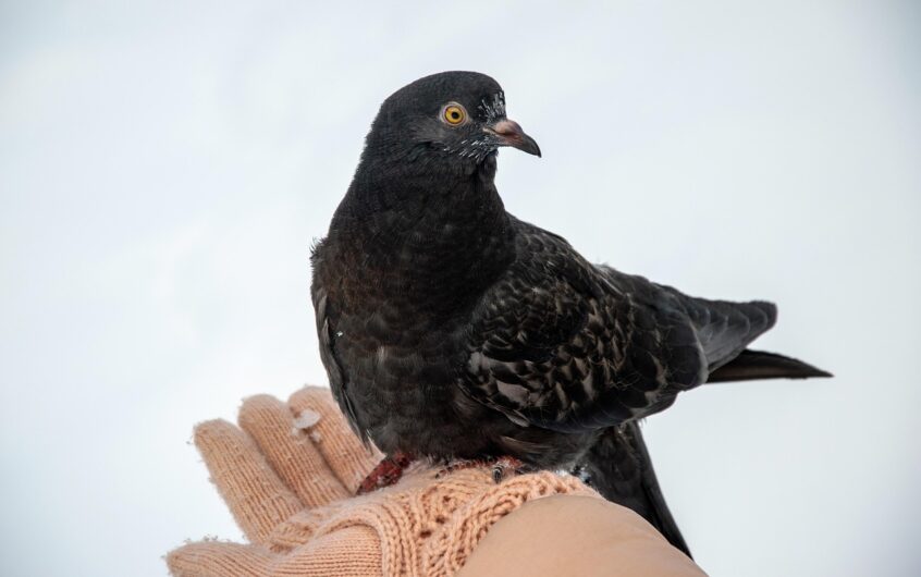 Service à la personne : comment faciliter la vie quotidienne grâce à l’aide à domicile