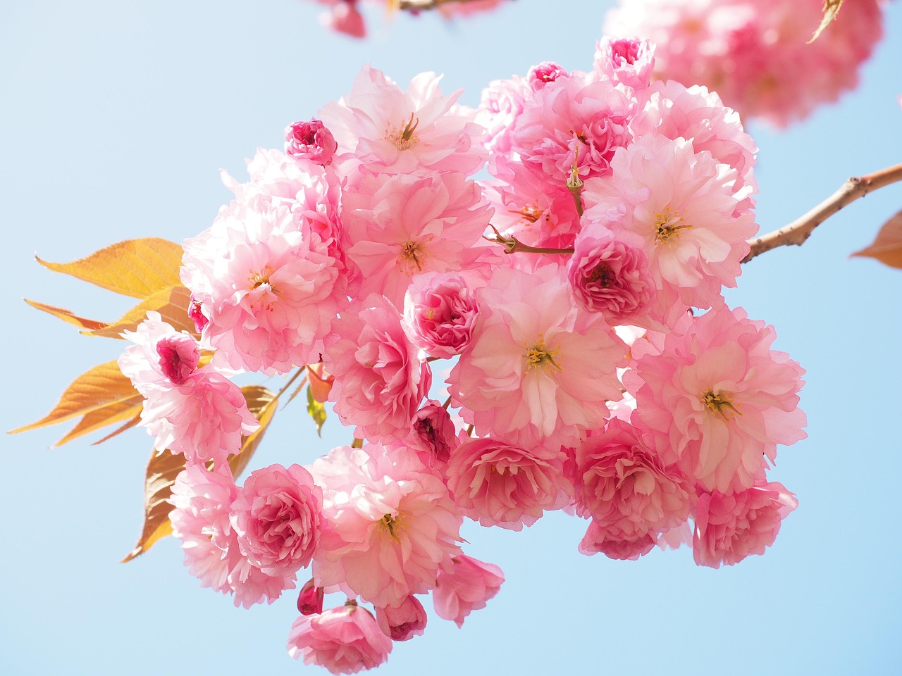 découvrez notre sélection d'arbres ornementaux, parfaits pour embellir votre jardin avec élégance et originalité.