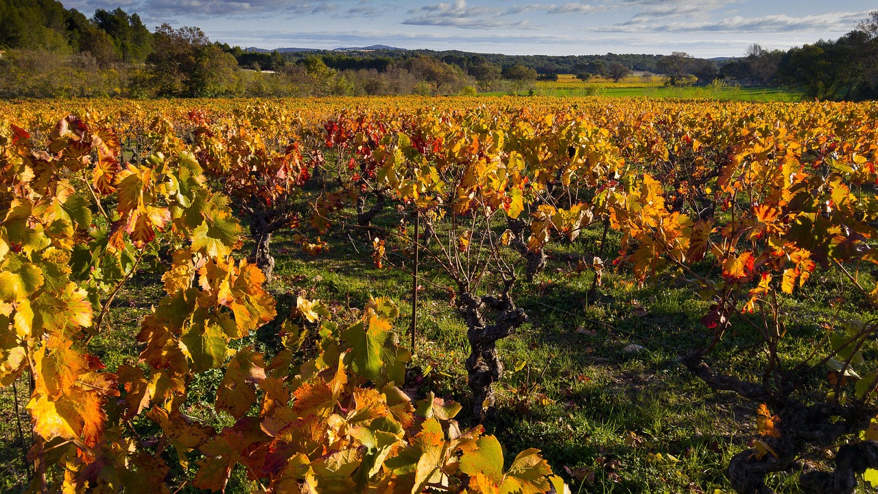 découvrez notre sélection de variétés de raisin résistantes, idéales pour une culture durable et adaptée aux conditions climatiques difficiles.