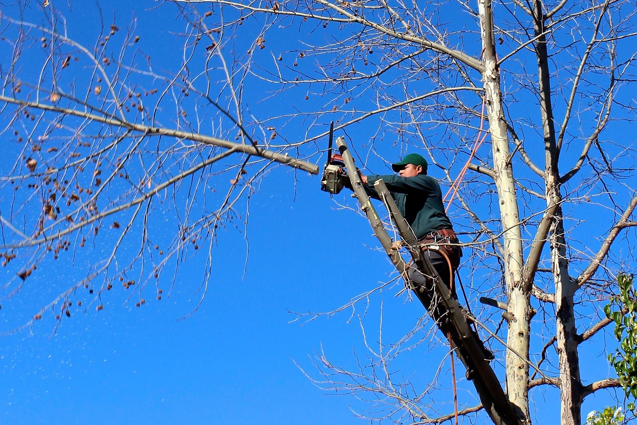 découvrez nos conseils experts pour l'élagage des arbres afin d'améliorer leur santé, sécurité et esthétique.
