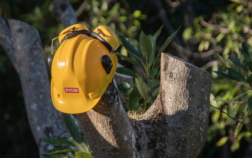 Taille douce d’arbre : préserver santé et esthétisme de vos plantations