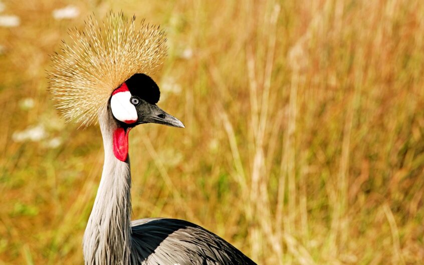 Levage fermettes : grue pour montage de charpente