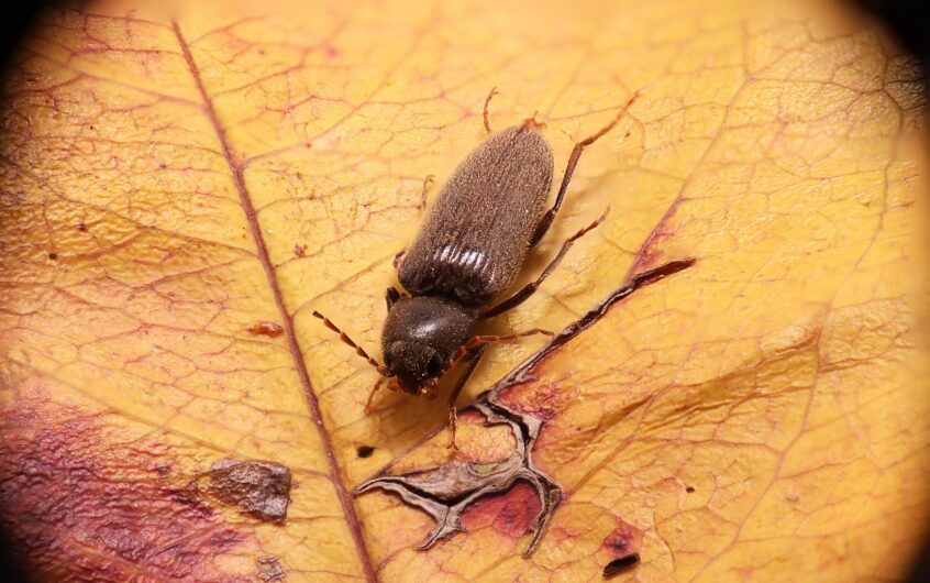 Rénovation sol : traiter contre les vrillettes