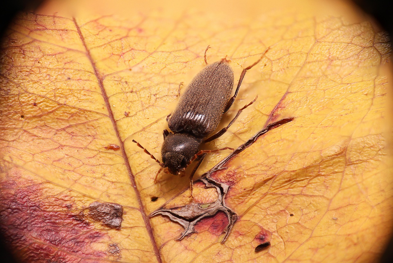 découvrez nos solutions efficaces pour le traitement des vrillettes et protégez votre bois contre les infestations de termites et autres insectes xylophages.