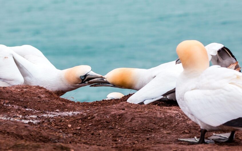 Litige de voisinage par rapport à la plantation d’arbres : limite