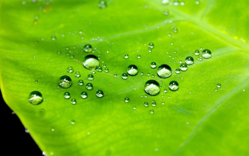 Huile parquet salle de bain : étanchéité renforcée